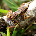 Brilliant Forest Frog