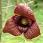 Pawpaw