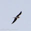 Collared pratincole; Canastera