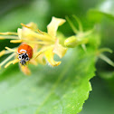 Polished Lady Beetle