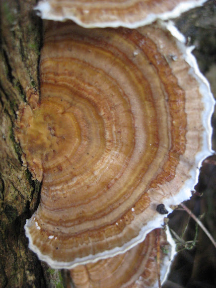 Spotting Image 1