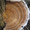 golden turkey tail