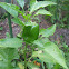 Green peppers