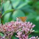 Skipper Butterfly