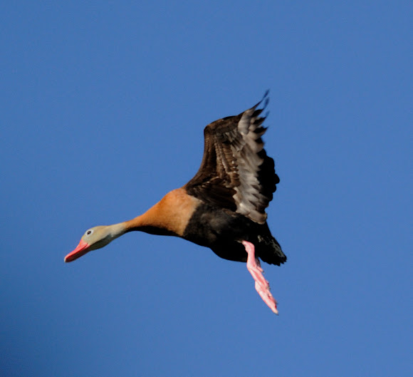 Spotting Image 1