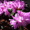 Rhododendron