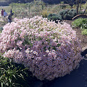 Margarite Daisy