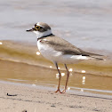Little Ringed Plover