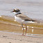 Little Ringed Plover
