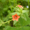 Scarlet pimpernel