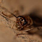 Tropical House Cricket