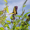 Eastern Tiger Swallowtail Butterfly