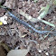 centipede