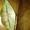 Noctuid moth