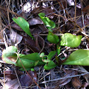 Purple Pitcher Plant