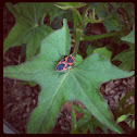 Small Milkweed Bug