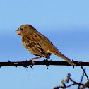 White-crowned Sparrow (juvenile)