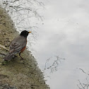 American Robin