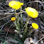 Coltsfoot