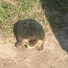 Common snapping turtle