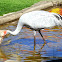 Brolga