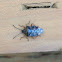 Elasmucha lateralis