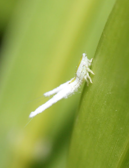 Spotting Image 1