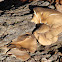 Oyster Mushroom