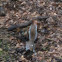 Eastern gray squirrel