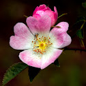 Common Dog Rose