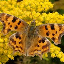 Comma 