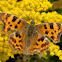 Comma 
