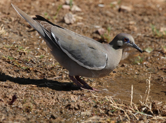 Spotting Image 1