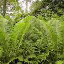 Ostrich fern