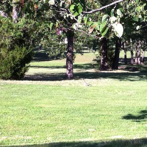 Spotting Image 1