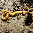 Soil centipede