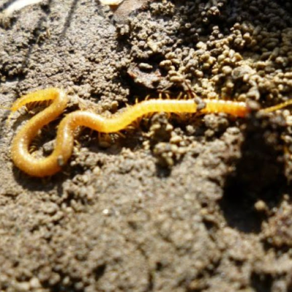 Spotting Image 1
