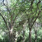 American Elm