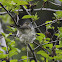 Warbling Vireo