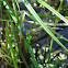 Eastern Pondhawk Dragonfly (male)