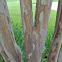 Natchez Crepe Myrtle