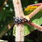 Jumping Spider