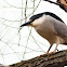 Black-crowned Night Heron
