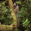Black-tufted Marmoset