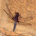 Blue Corporal