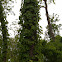 Virginia creeper