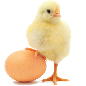 Crazy chicken.apk 1.0