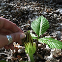 Jack in the Pulpit