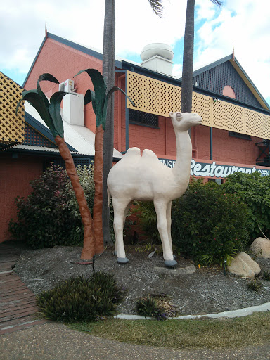 Walkabout Camel