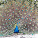 Indian Peafowl